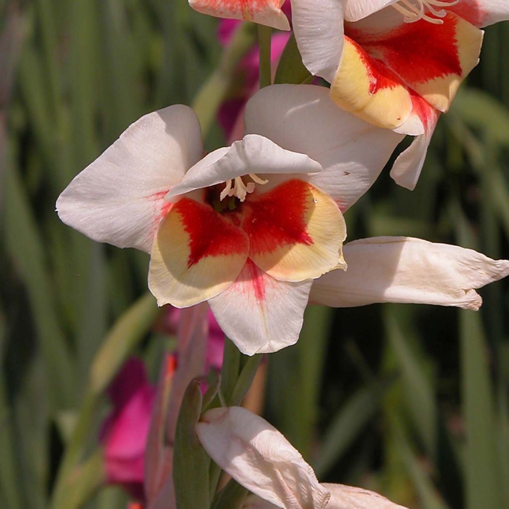 Großblütige Gladiole Lorena - Gladiolus