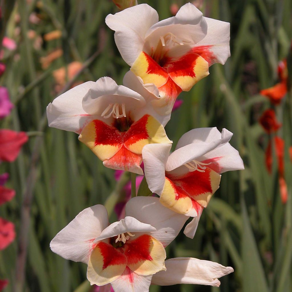 Glaïeul Papillon ou Gladiolus Lorena