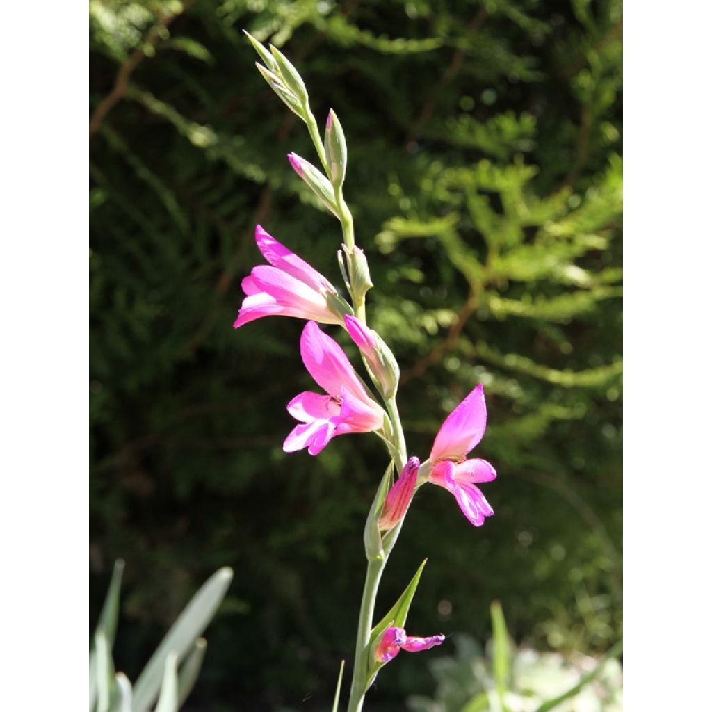 Gladiolus italicus - Gladiole