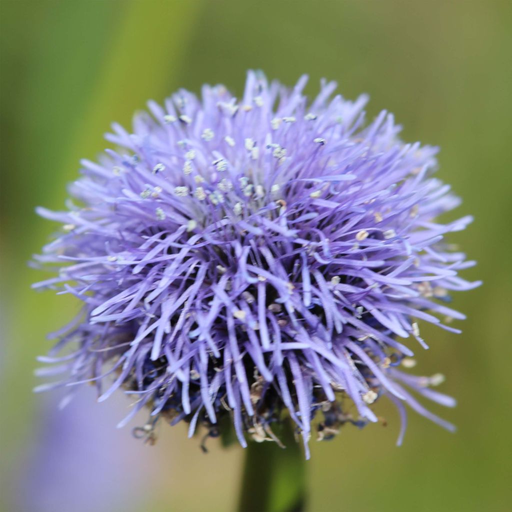 Globularia punctata - Kugelblume