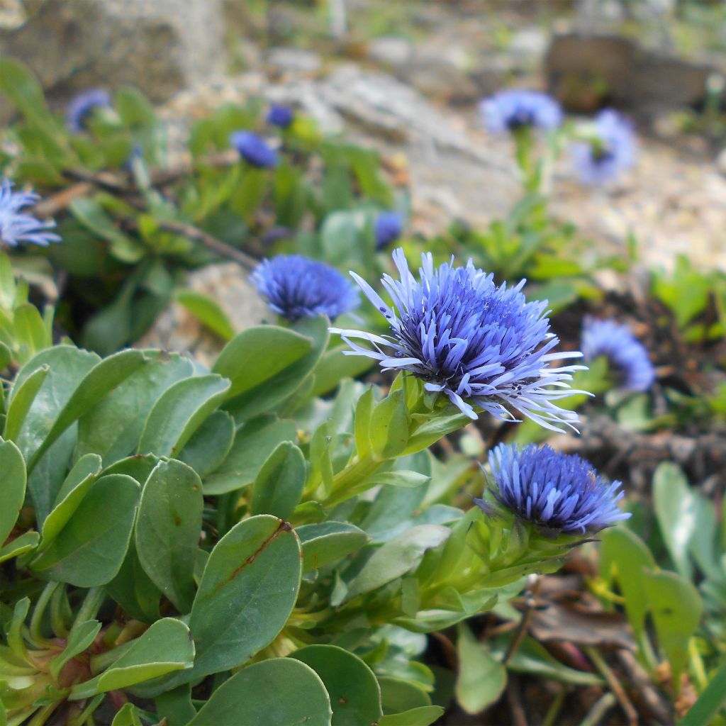 Globularia trichosantha - Globulaire