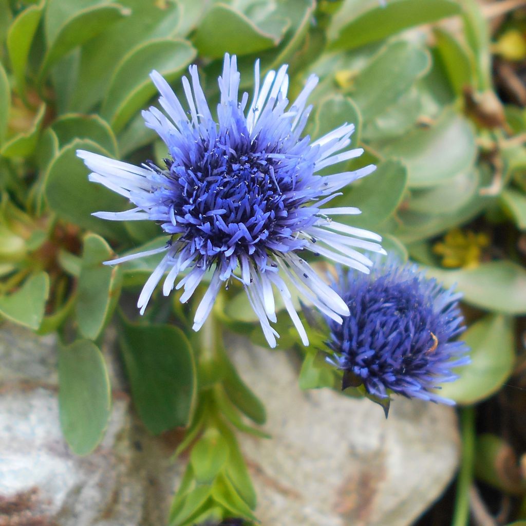 Globularia trichosantha - Kugelblume