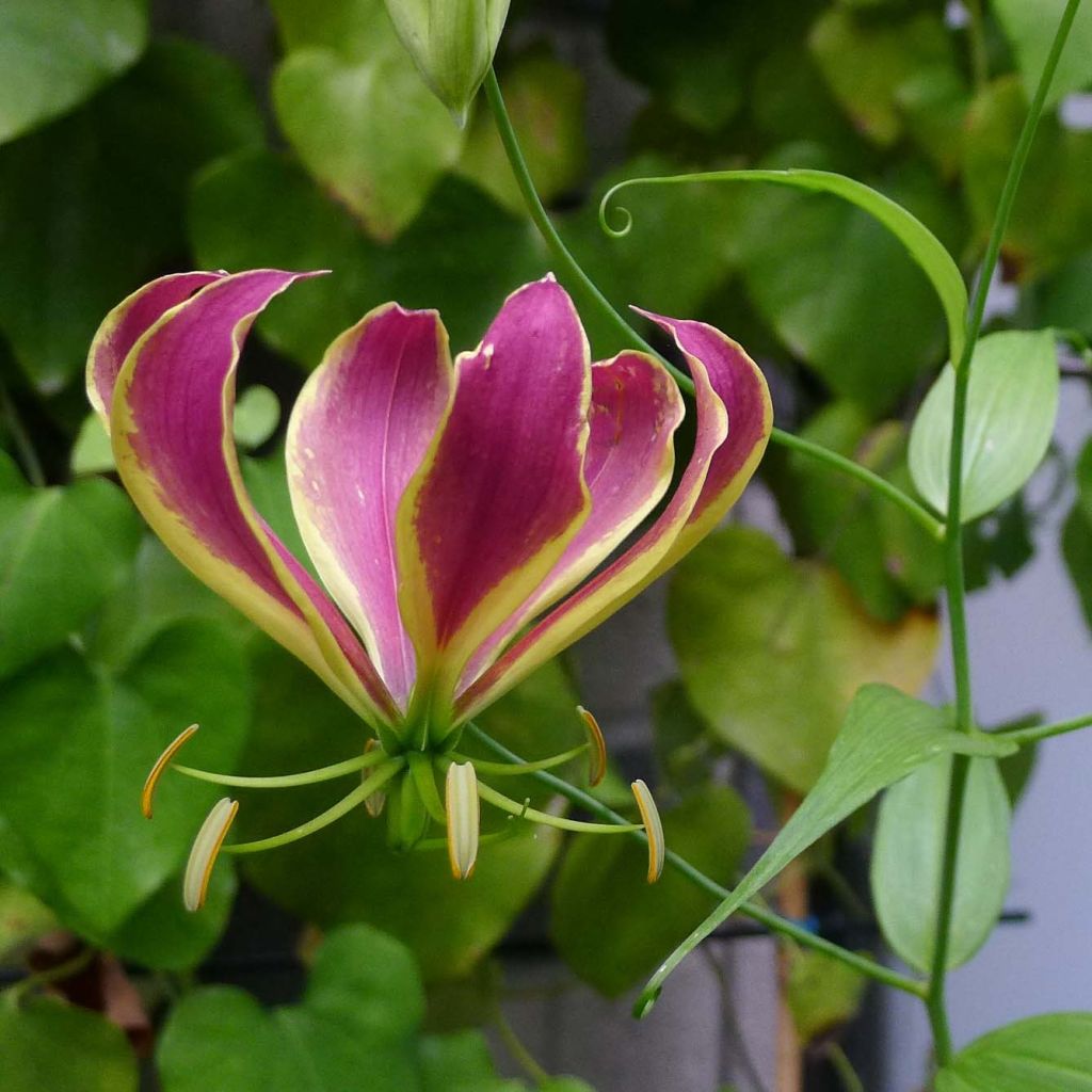 Gloriosa Carsonii - Ruhmeskrone