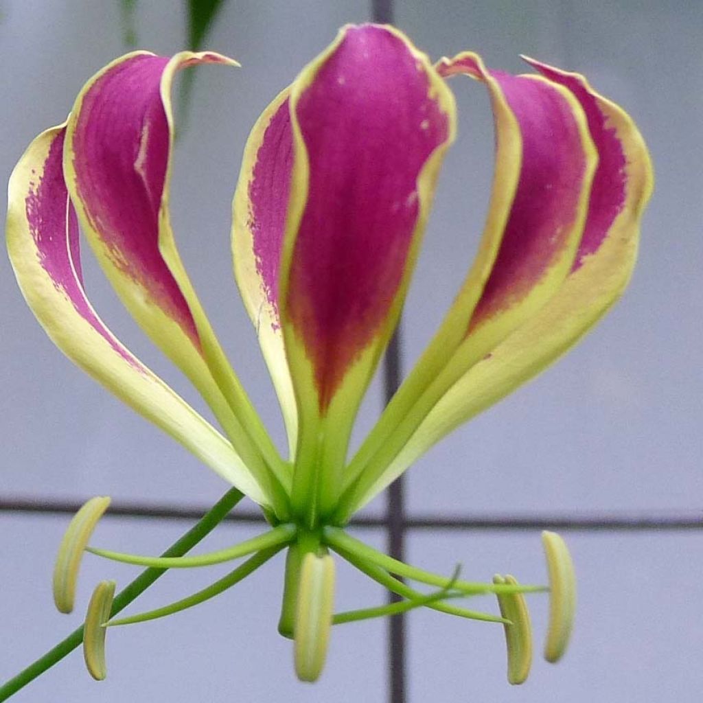 Gloriosa Carsonii - Ruhmeskrone