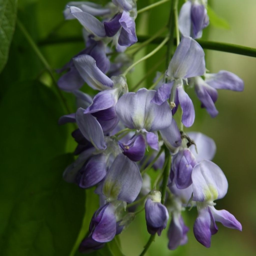 Wisteria floribunda Domino - Reichblütige Glyzinie