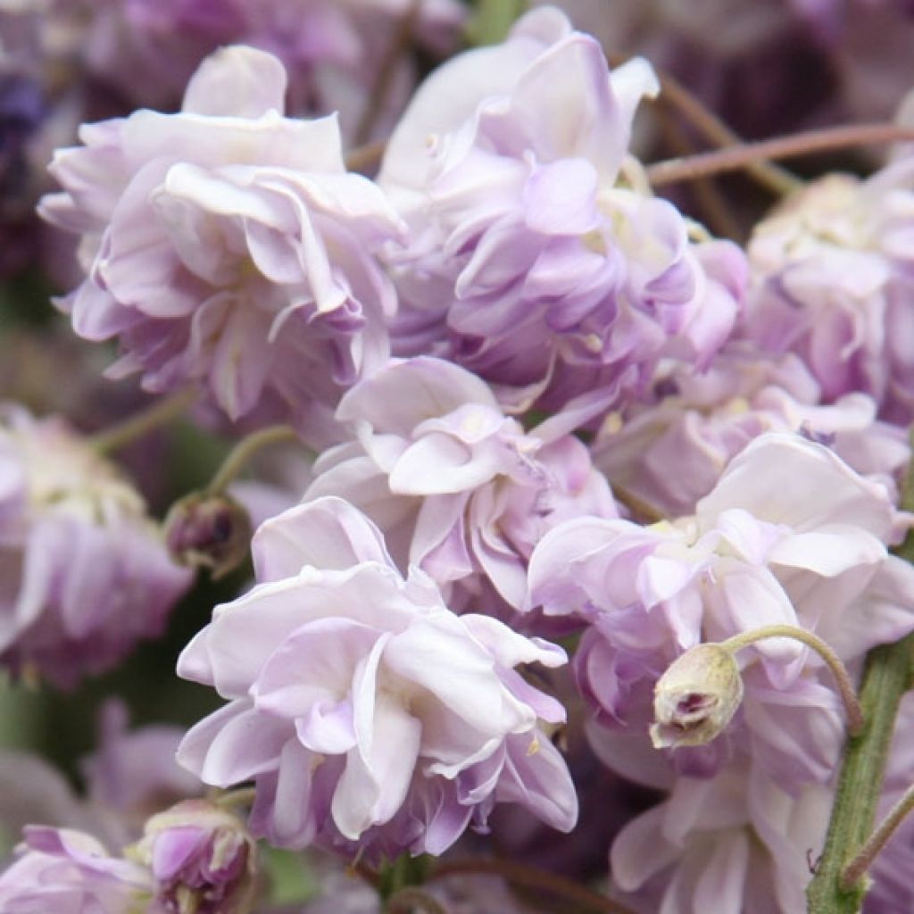 Wisteria floribunda Violacea Plena - Reichblütige Glyzinie