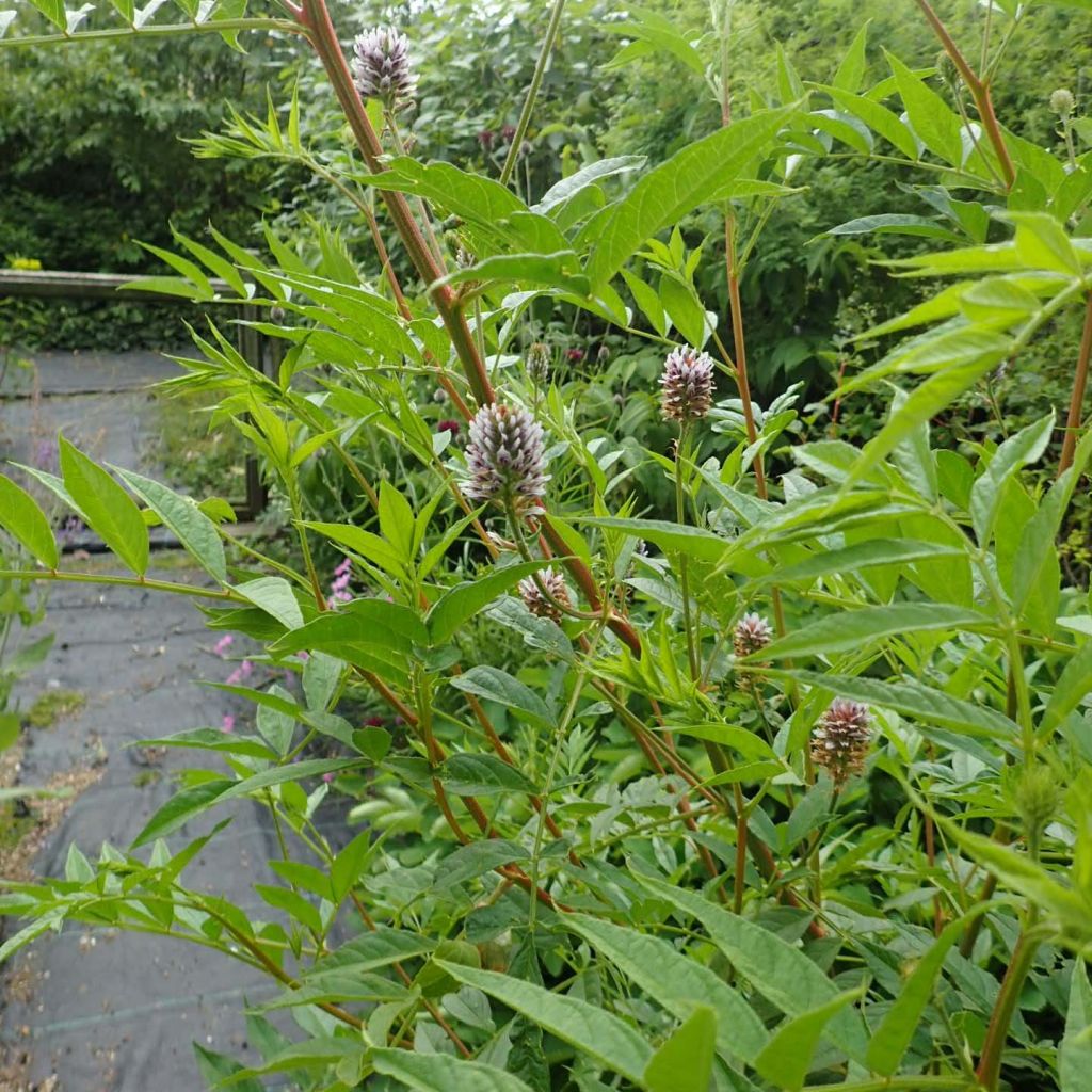 Glycyrrhiza yunnanensis - Chinesisches Süßholz