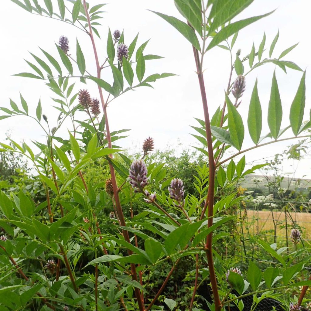 Glycyrrhiza yunnanensis - Chinesisches Süßholz