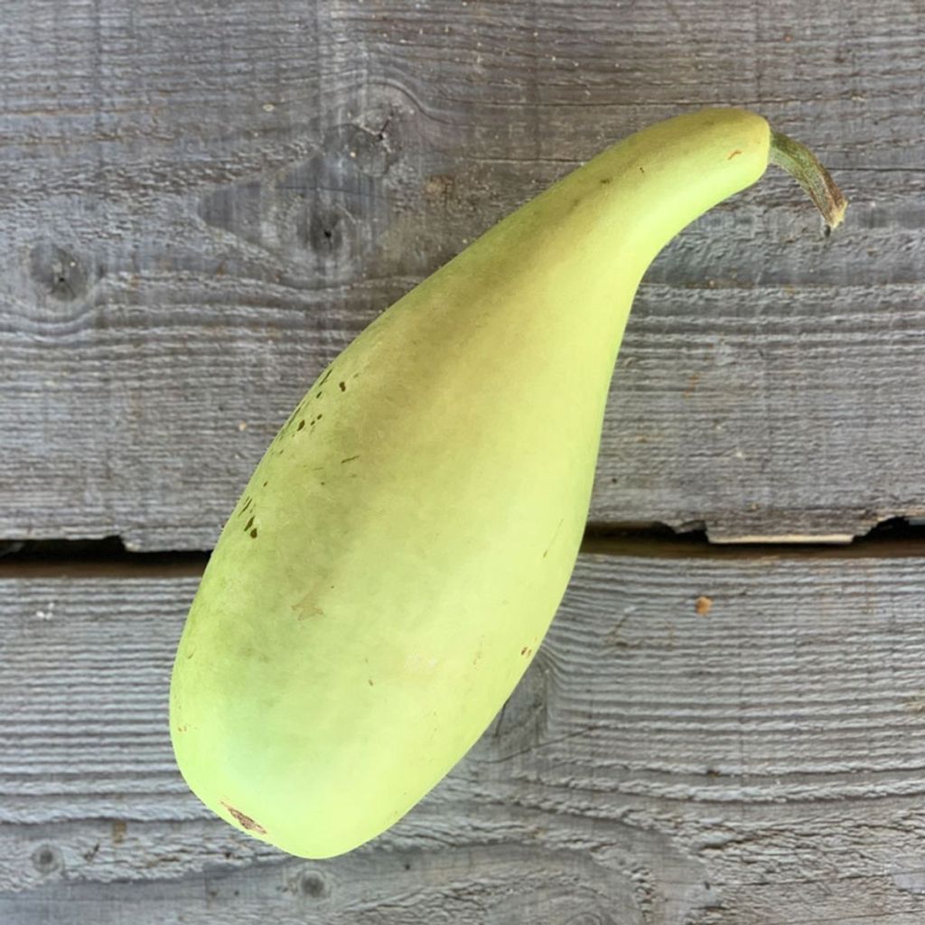 Flaschenkürbis Poire à Poudre