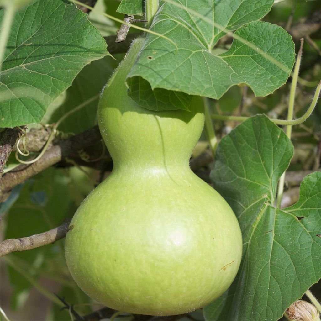 Gourde Pélerine ou Calebasse Bio - Ferme de Sainte Marthe