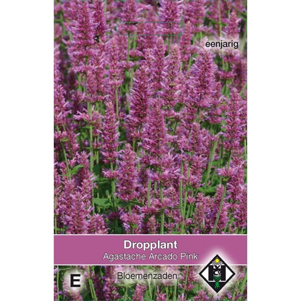 Agastache hybrida Arcado Pink (Samen) - Duftnessel