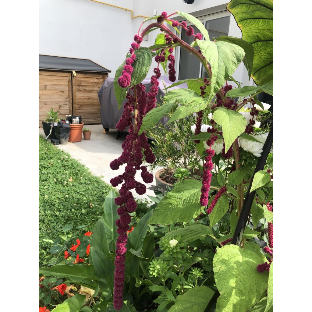 Amaranthus caudatus Dreadlocks (Samen) - Garten-Fuchsschwanz