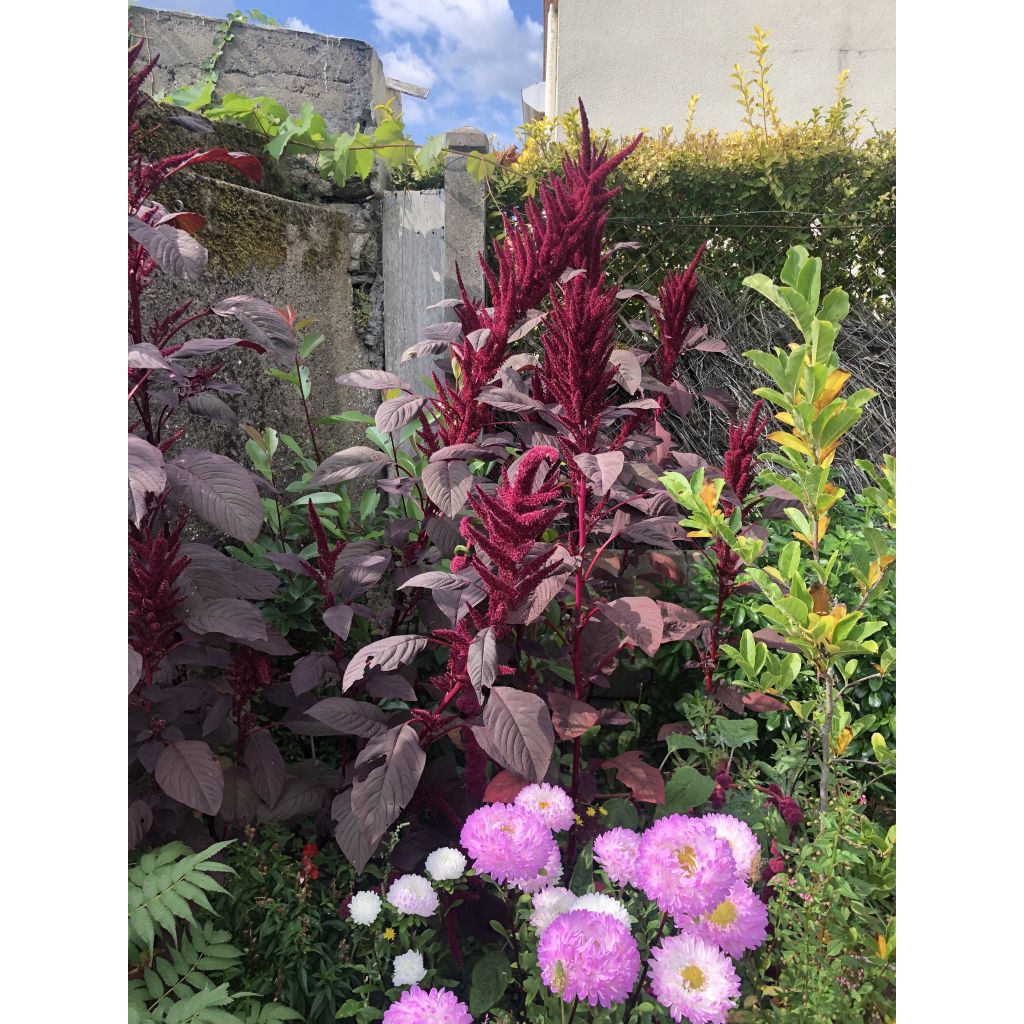 Amaranthus hybridus subsp. cruentus Velvet Curtains (Samen) - Garten-Fuchsschwanz