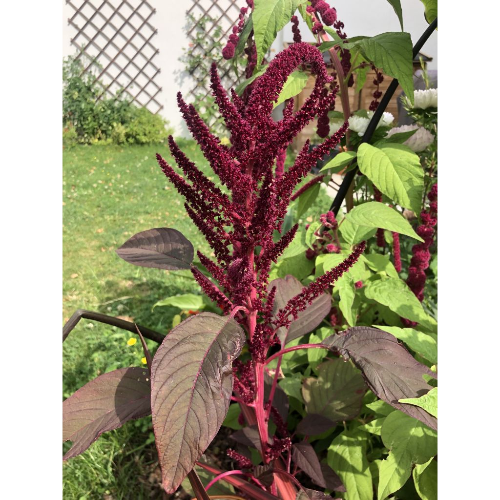 Amaranthus hybridus subsp. cruentus Velvet Curtains (Samen) - Garten-Fuchsschwanz