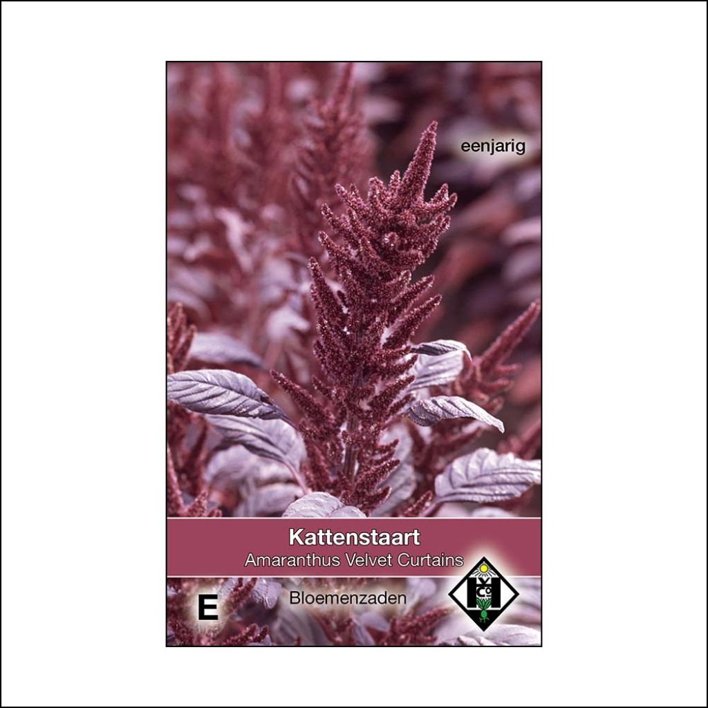 Amaranthus hybridus subsp. cruentus Velvet Curtains (Samen) - Garten-Fuchsschwanz