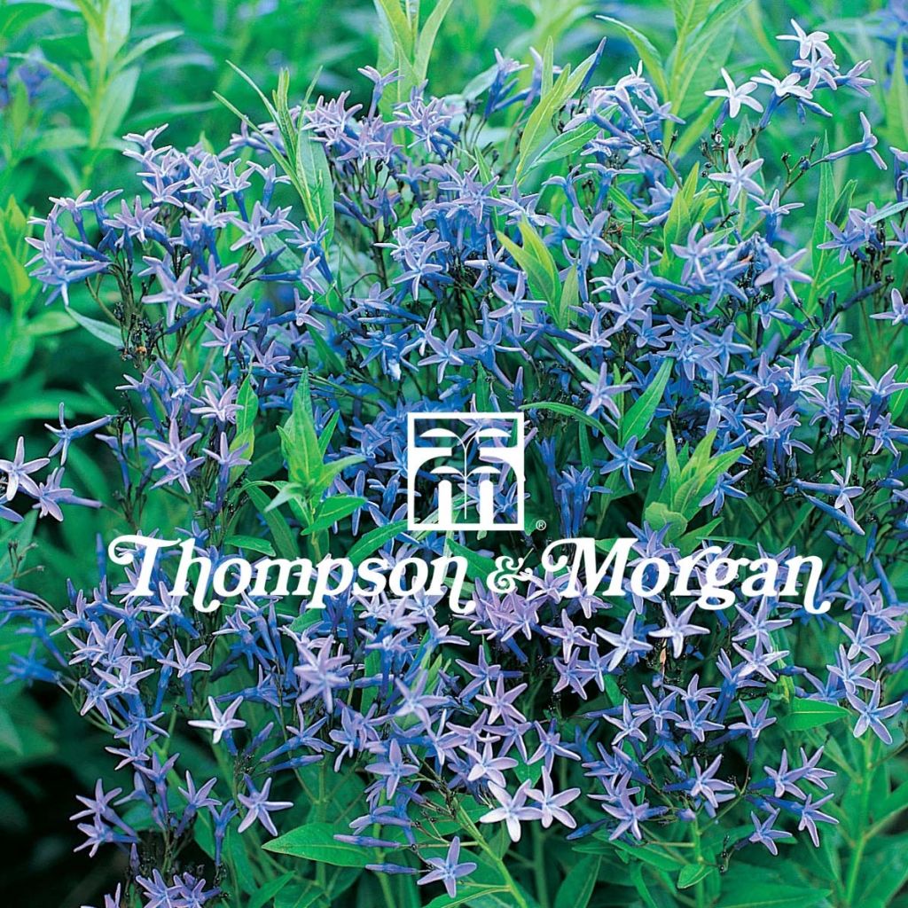 Amsonia tabernaemontana (Samen) - Amsonie