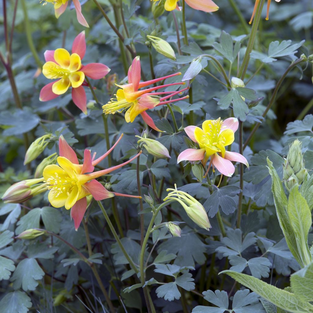 Aquilegia skinneri Tequila Sunrise (Samen) - Mexikanische Akelei