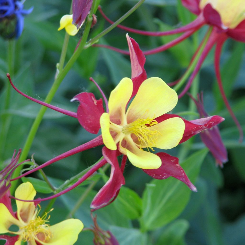 Aquilegia Firecracker (Samen) - Garten-Akelei