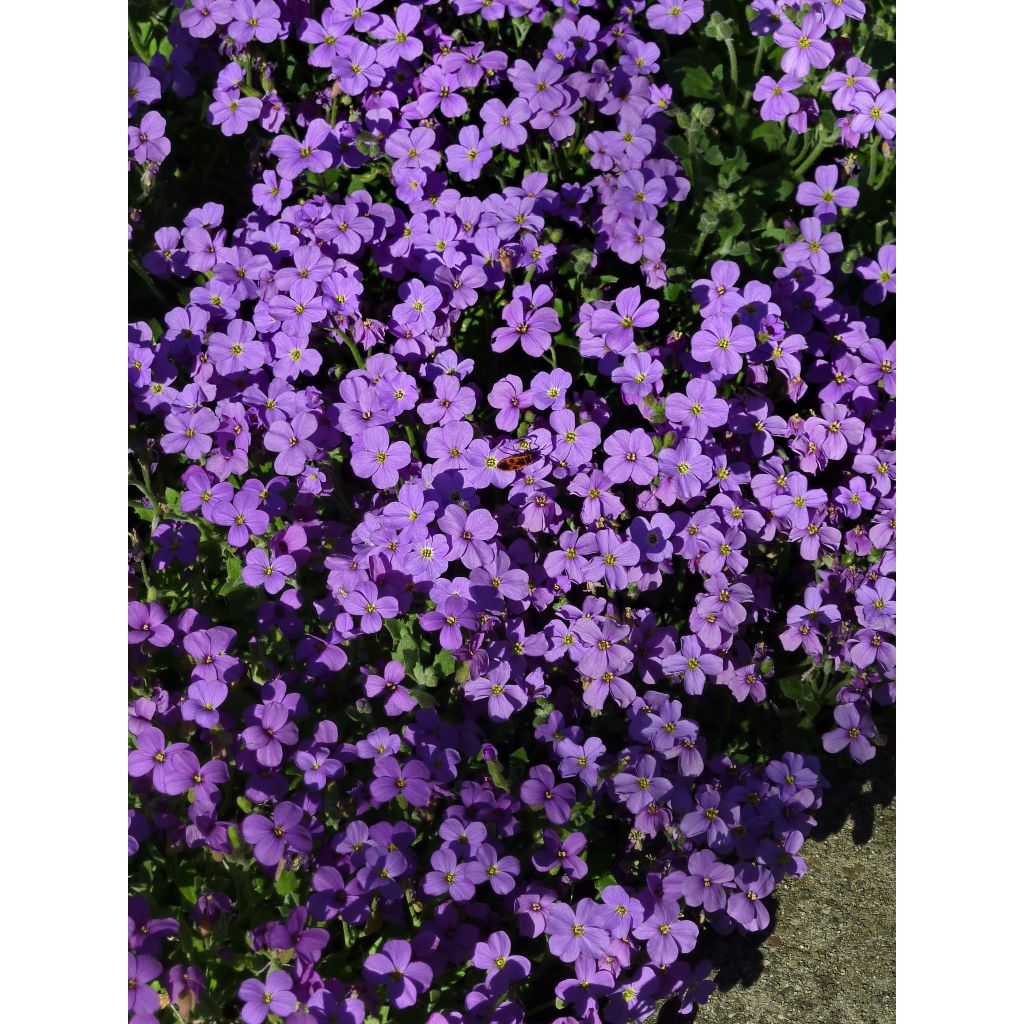 Blaukissen Cascade Mix (Samen) - Aubrieta