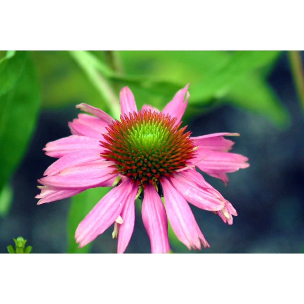 Echinacea purpurea (Samen) - Sonnenhut