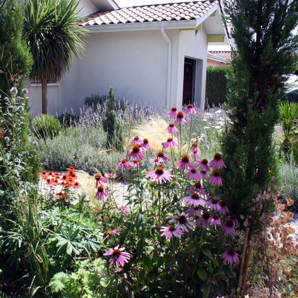 Echinacea purpurea (Samen) - Sonnenhut