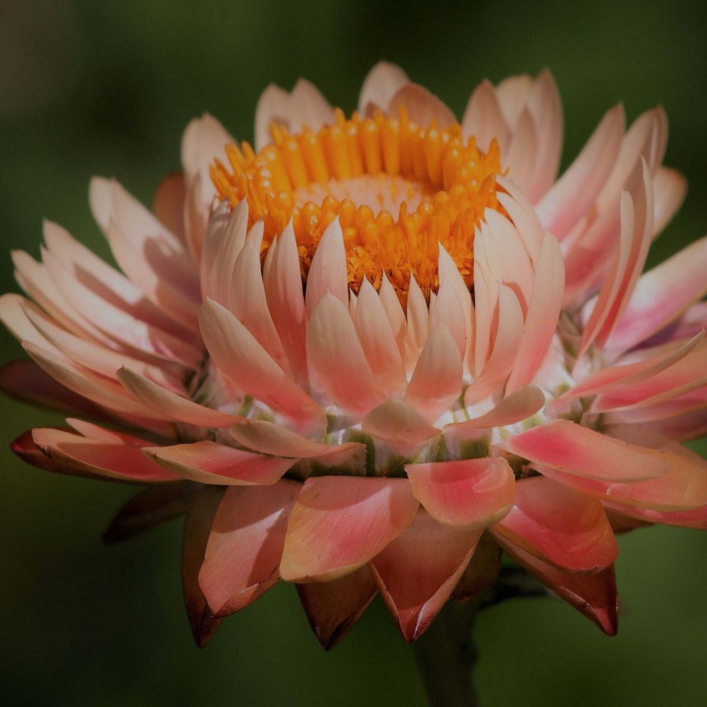 Strohblume Double Saumon (Samen) - Helichrysum