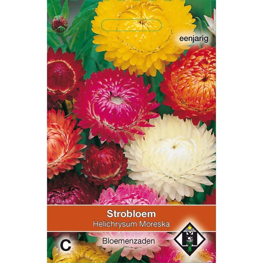 Strohblume Moreska (Samen) - Helichrysum