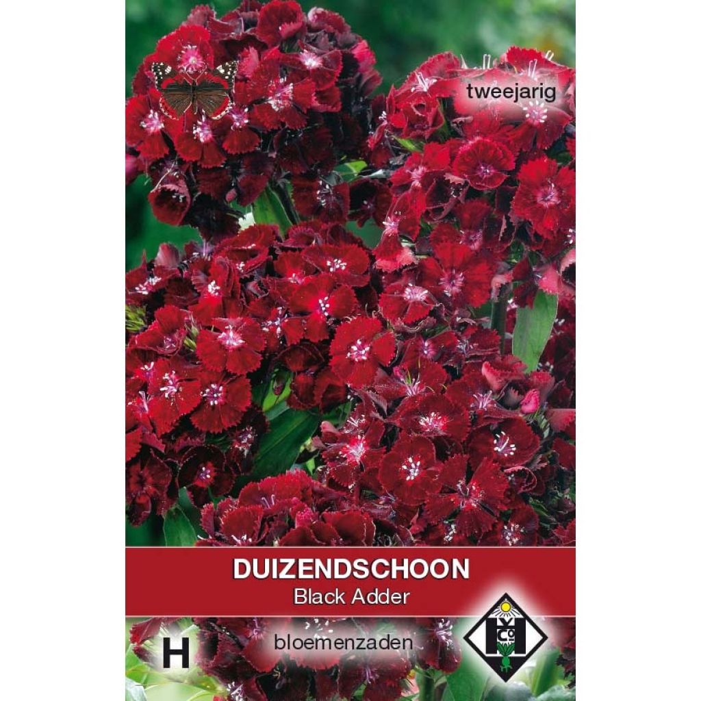 Dianthus barbatus Nigrescens Black Adder (Samen) - Bartnelke