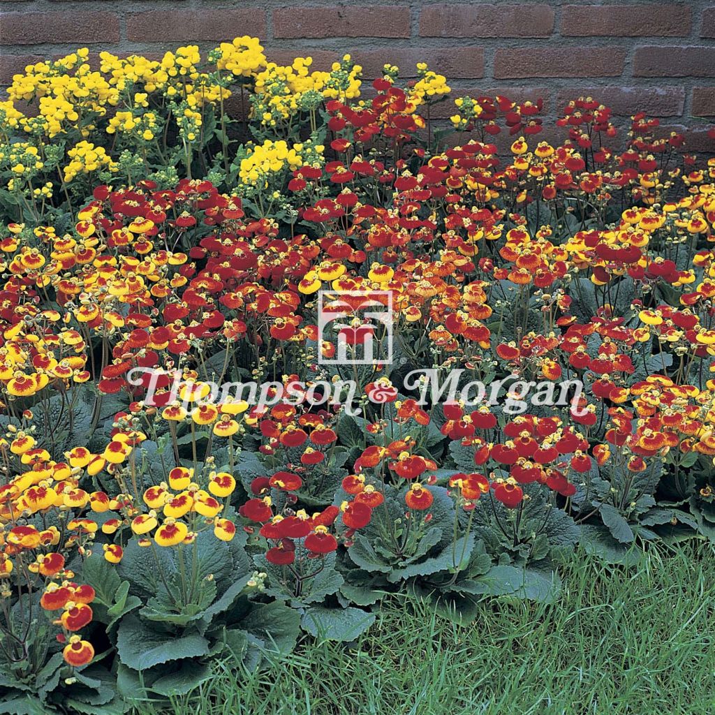 Calceolaria Sunset mixed (Samen) - Pantoffelblume