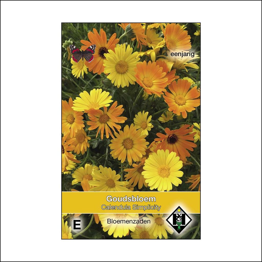 Ringelblume Simplicity (Samen) - Calendula officinalis