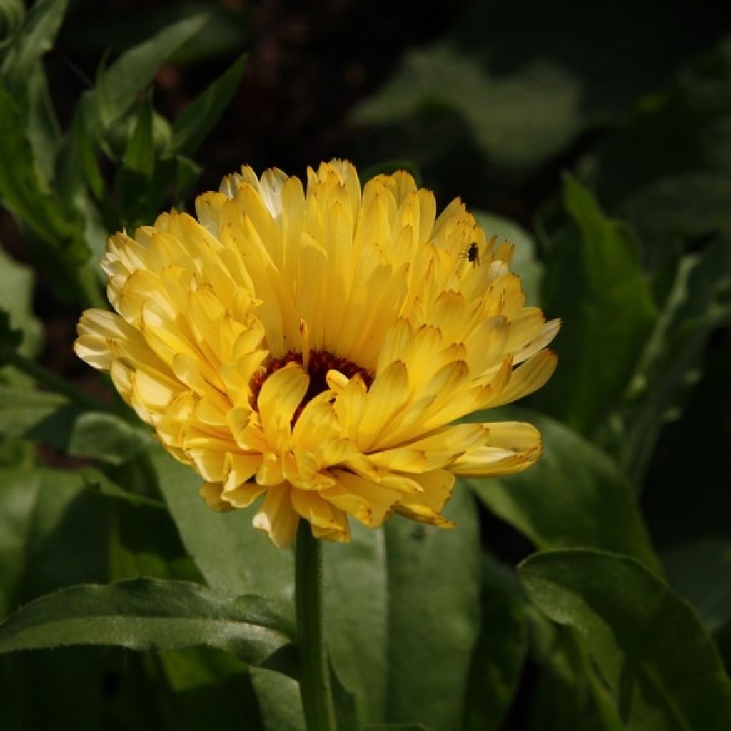 Garten-Ringelblume - Calendula officinalis (Samen)