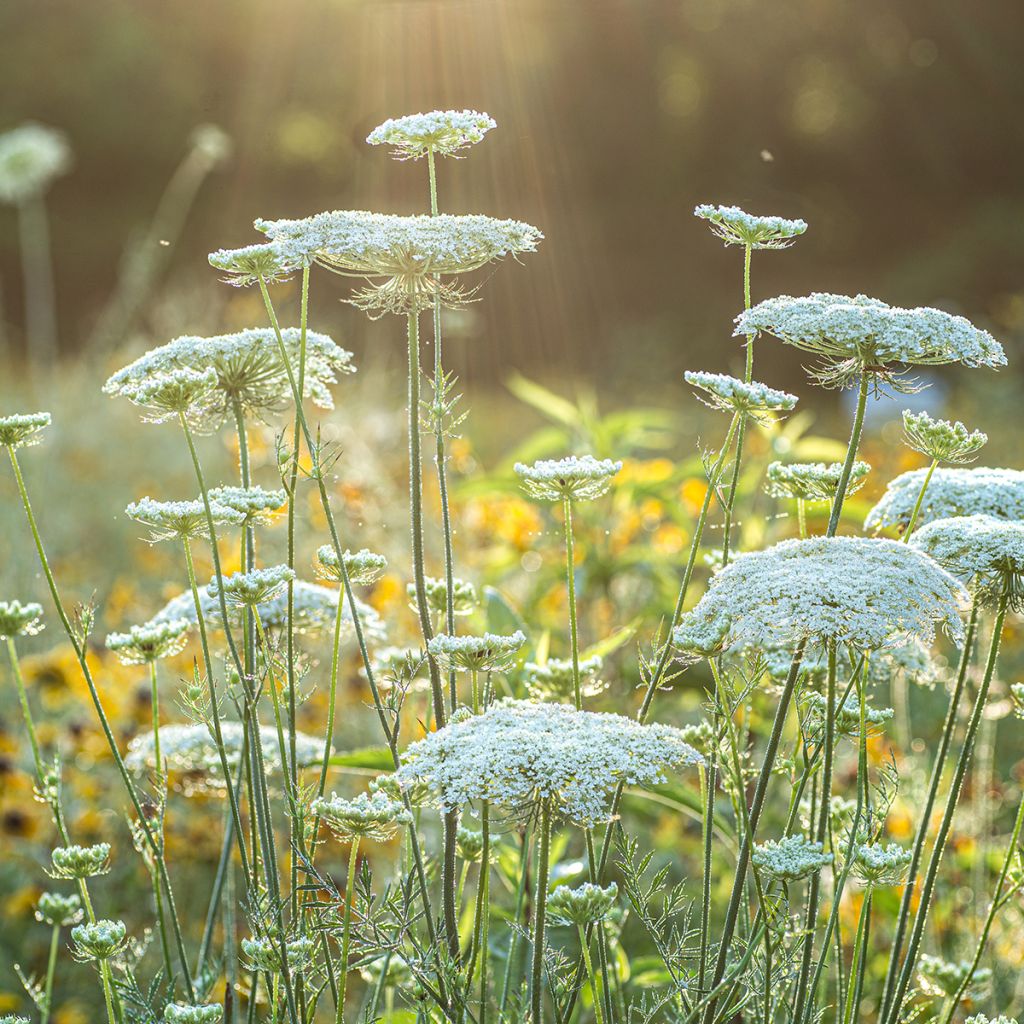 Möhre - Daucus carota