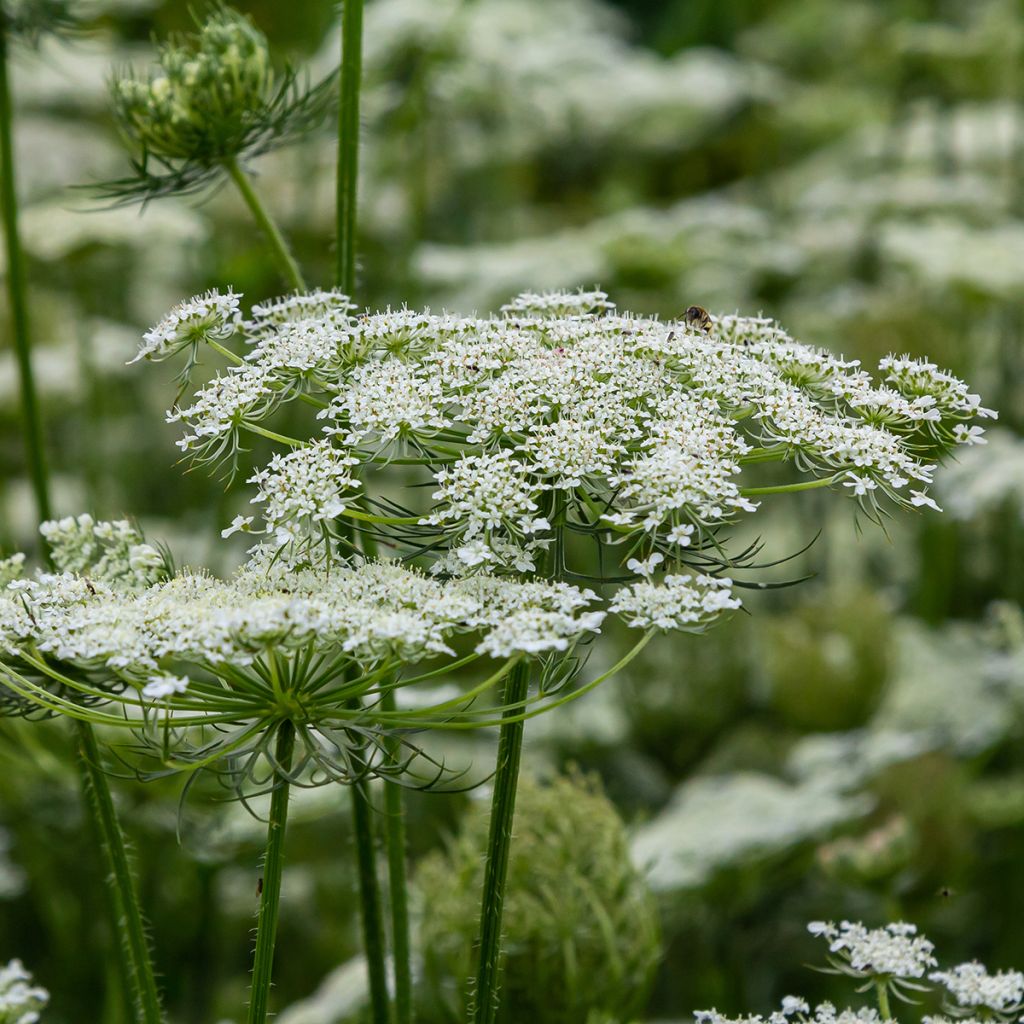 Möhre - Daucus carota