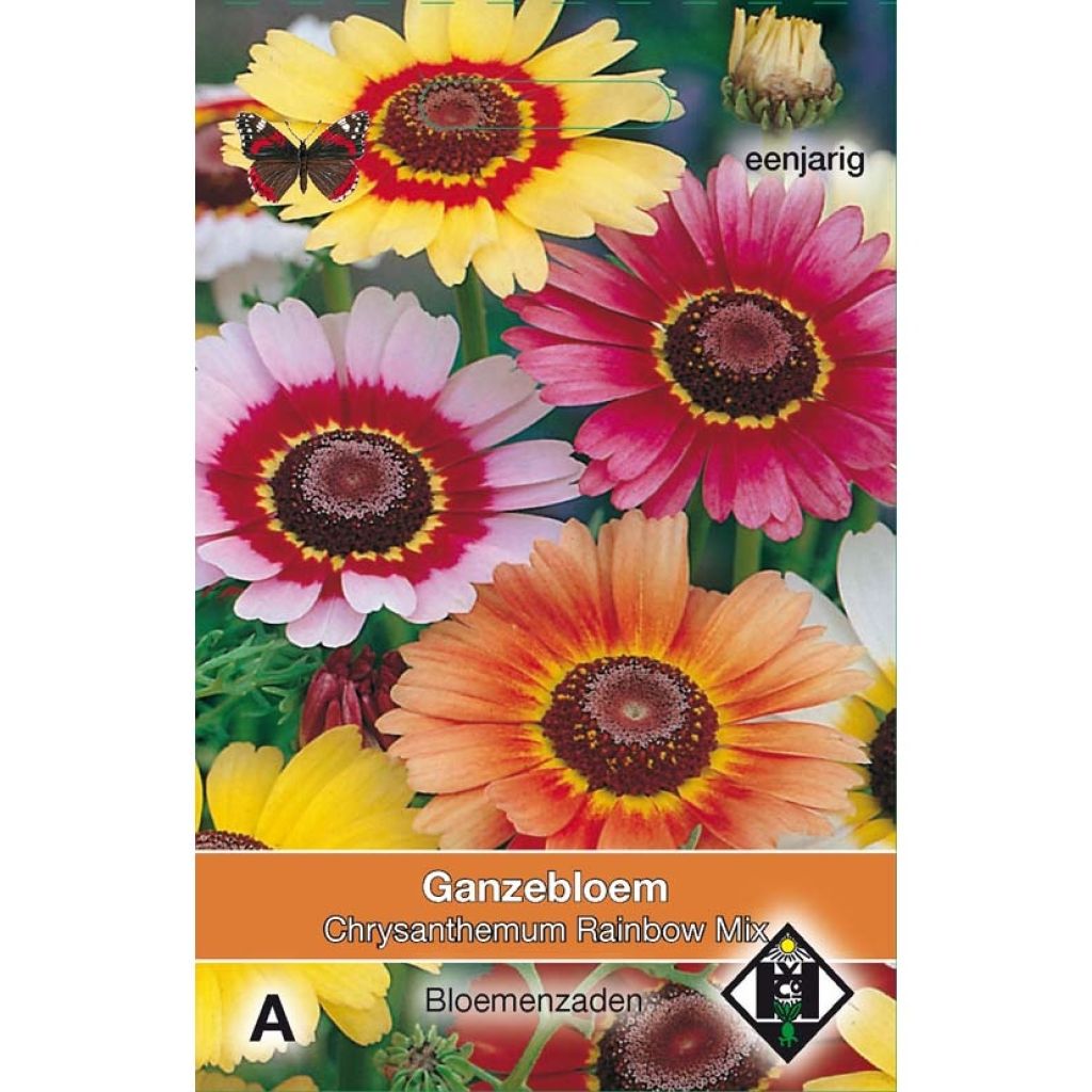 Chrysanthemum carinatum Rainbow (Samen) - Wucherblume