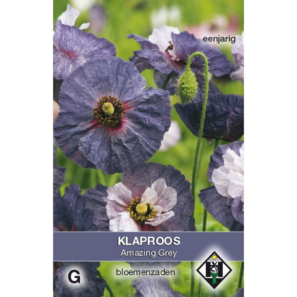 Klatsch-Mohn Amazing Grey (Samen) - Papaver rhoeas