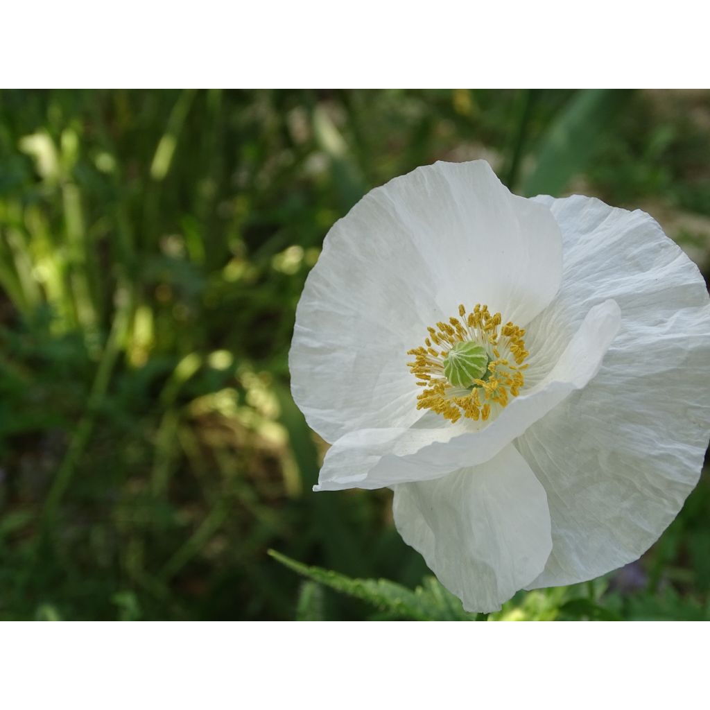 Klatsch-Mohn Bridal Silk (Samen) - Papaver rhoeas