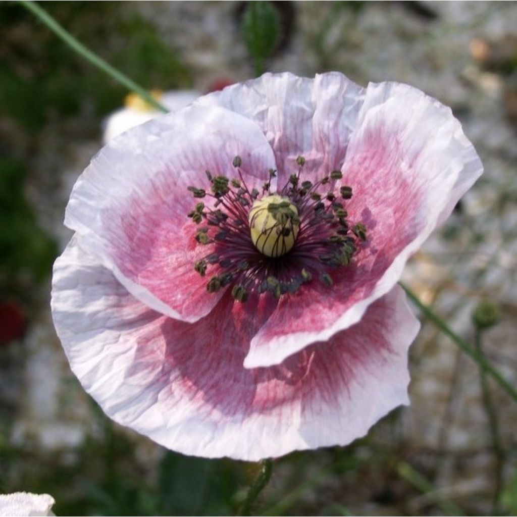 Klatsch-Mohn Parelmoer (Samen) - Papaver rhoeas