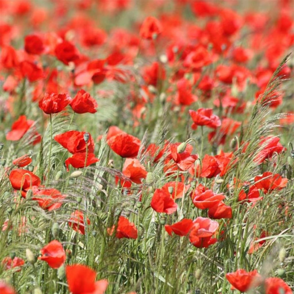 Klatsch-Mohn (Samen Bio) - Papaver rhoeas