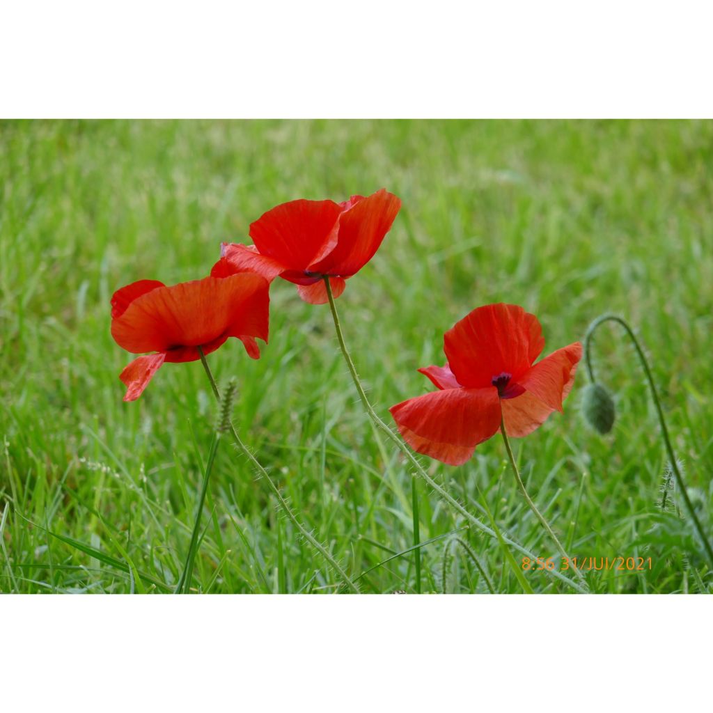 Roter Mohn (Samen) - Papaver rhoeas