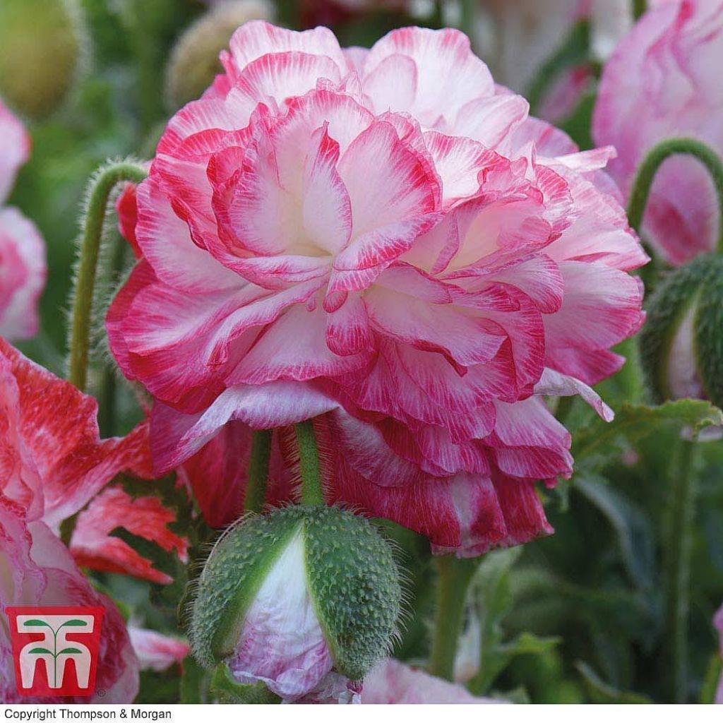 Klatsch-Mohn Suprême (Samen) - Papaver rhoeas