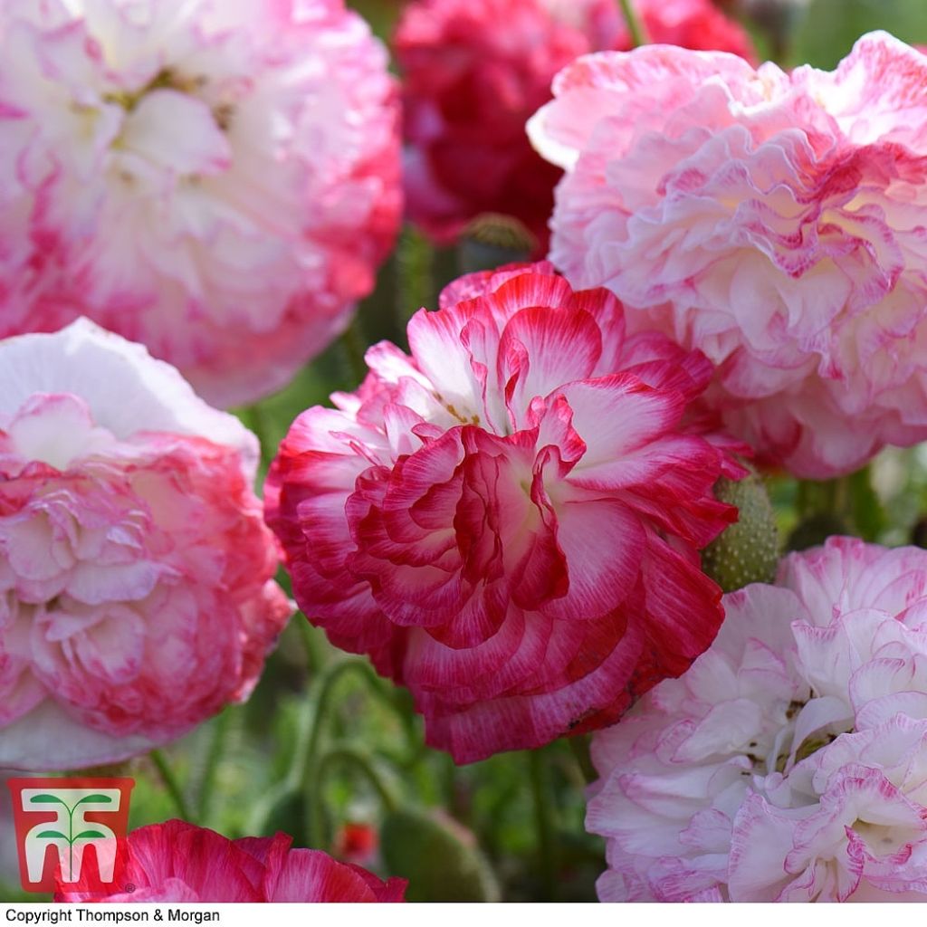 Klatsch-Mohn Suprême (Samen) - Papaver rhoeas