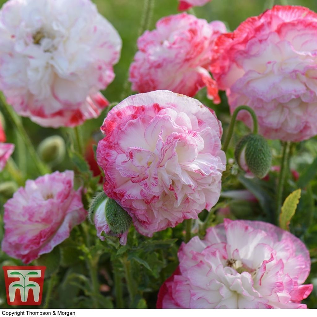 Klatsch-Mohn Suprême (Samen) - Papaver rhoeas