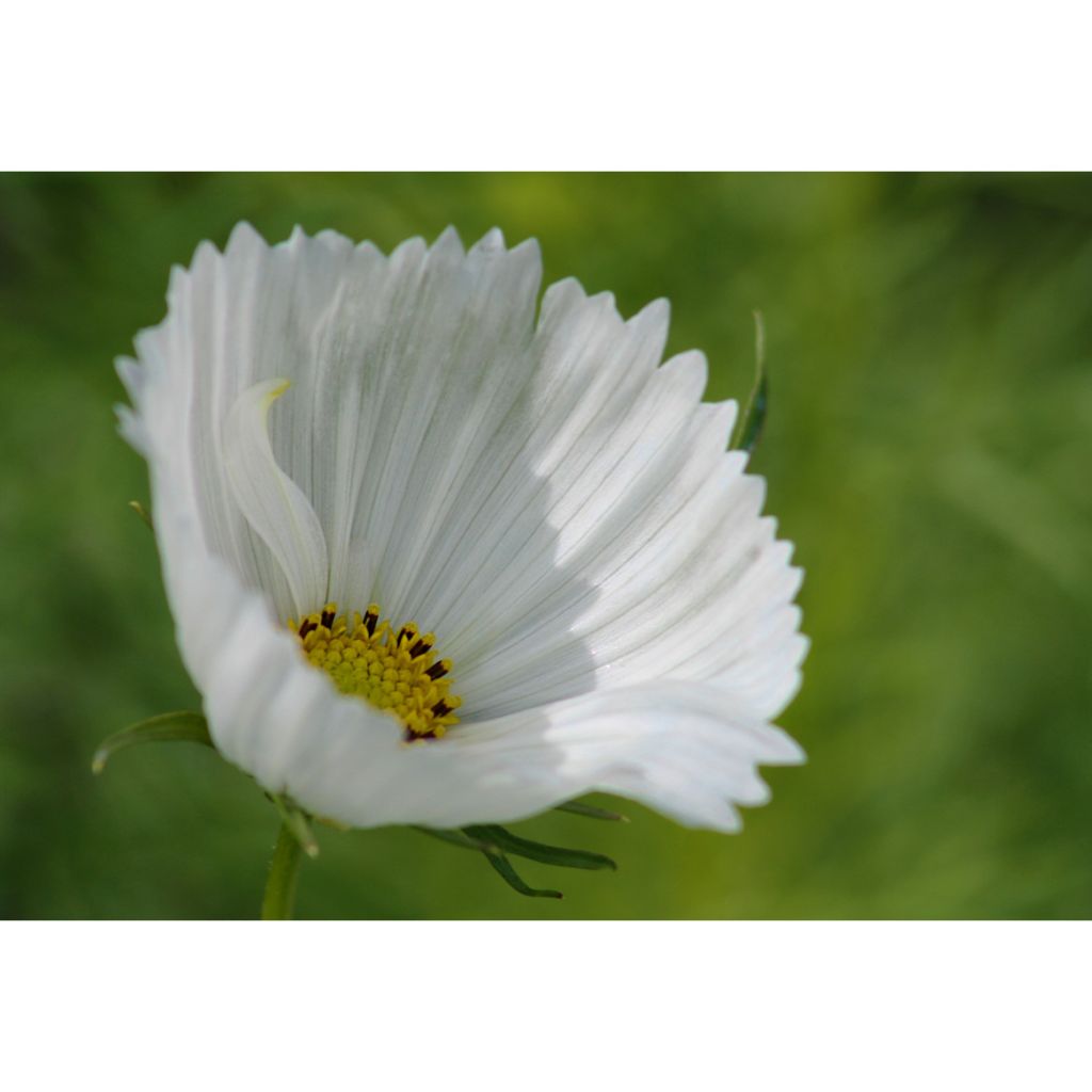 Schmuckkörbchen Cupcakes White (Samen) - Cosmos