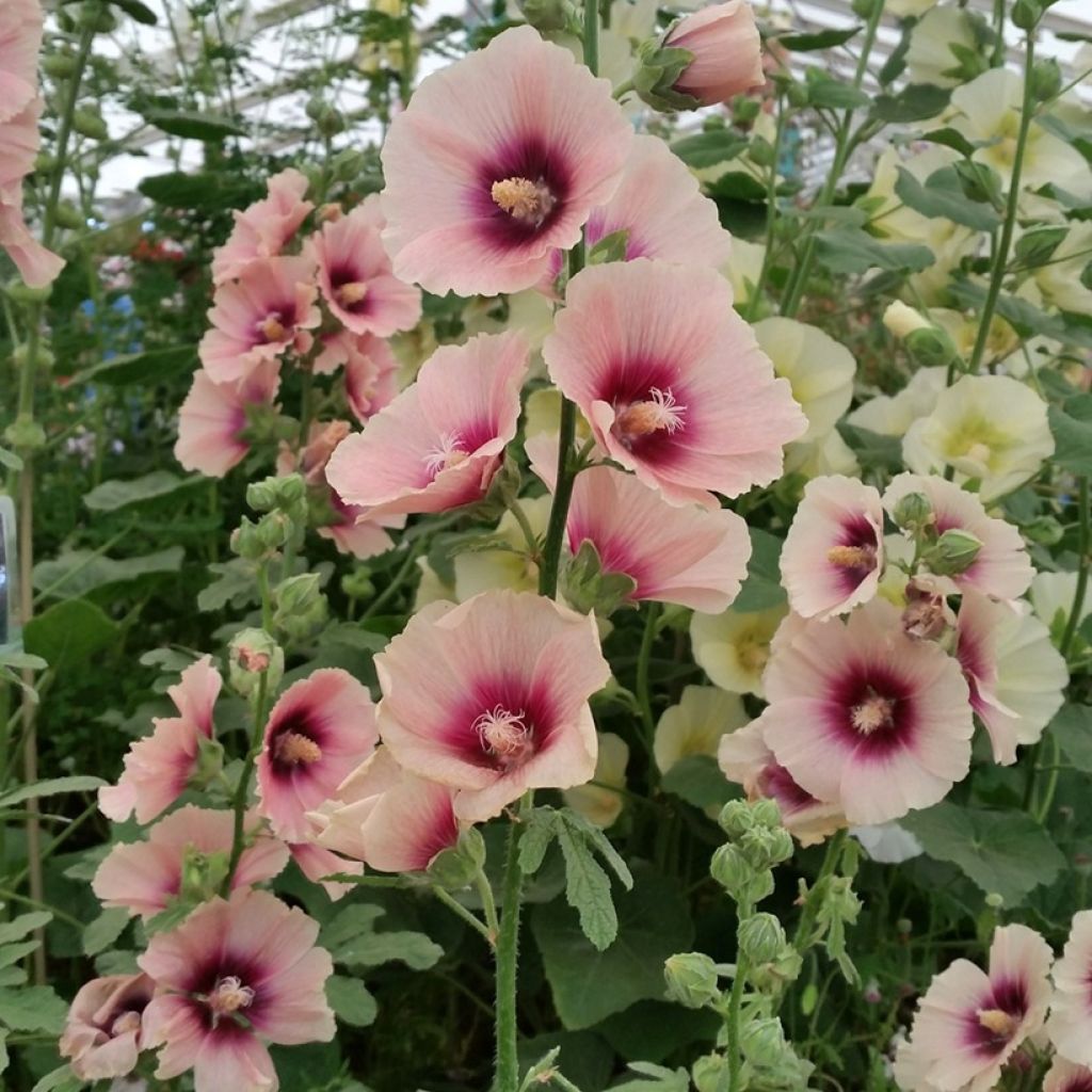 Gewöhnliche Stockrose Halo Apricot (Samen) - Alcea rosea