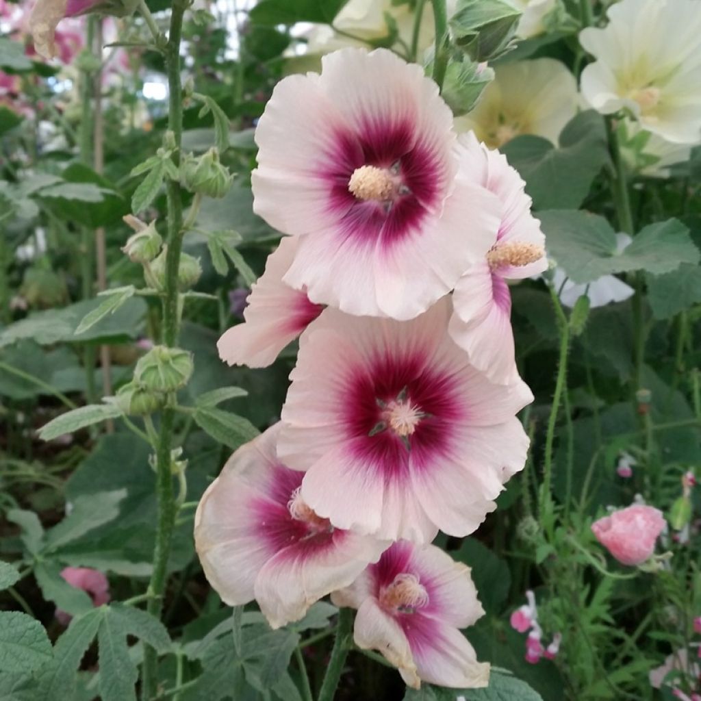 Gewöhnliche Stockrose Halo Apricot (Samen) - Alcea rosea