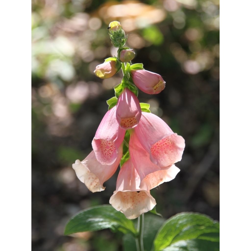 Fingerhut Dalmatian Peach (Samen) - Digitalis purpurea