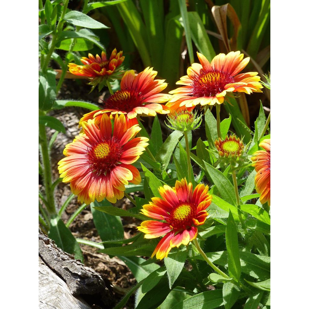 Kokardenblume Arizona Sun (Samen) - Gaillardia aristata