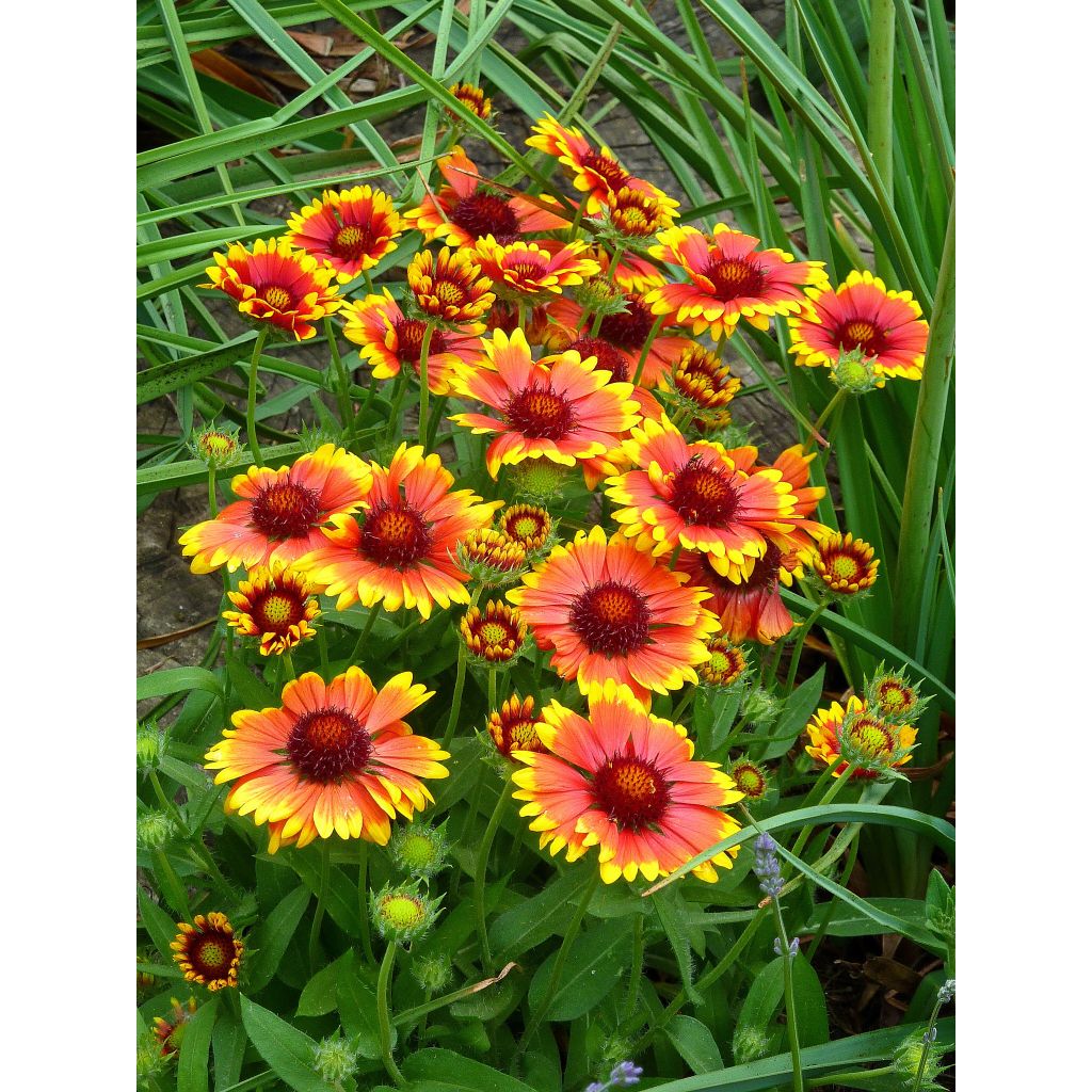 Kokardenblume Arizona Sun (Samen) - Gaillardia aristata