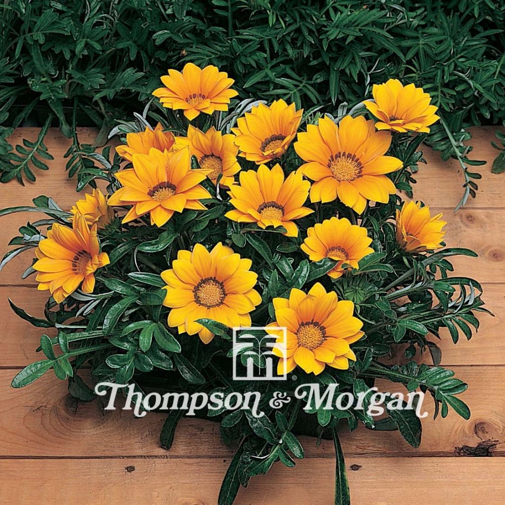 Gazanie Kiss Gold F1 (Samen) - Gazania