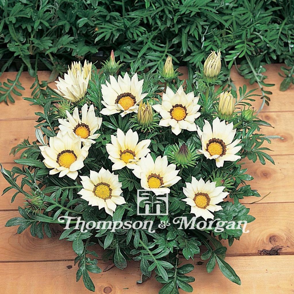 Gazanie Kiss White F1 (Samen) - Gazania